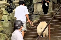 犬と一緒に『379段の階段を登った』結果→やる気に満ち溢れていたのに…まさかの展開が53万再生「米俵で草」「最後の顔ｗｗ」と爆笑の声も