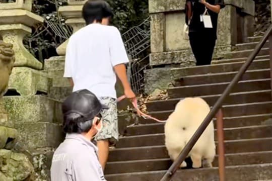 犬と一緒に『379段の階段を登った』結果→やる気に満ち溢れていたのに…まさかの展開が53万再生「米俵で草」「最後の顔ｗｗ」と爆笑の声も