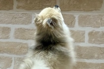 医者から『後ろ足の筋肉』を褒められた小型犬→飼い主だけが知っている『本当の理由』に5万いいね「自主トレで草」「忍者犬すげぇｗｗ」の声