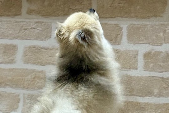 医者から『後ろ足の筋肉』を褒められた小型犬→飼い主だけが知っている『本当の理由』に5万いいね「自主トレで草」「忍者犬すげぇｗｗ」の声