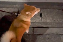 救急車が通ったら、犬が『生まれて3回目の遠吠え』をして…予想を上回る『可愛すぎる鳴き声』が86万再生「着信音にしたいｗ」「美声」と絶賛