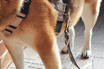 『その場所はあがっちゃダメだよ』と言われた犬→まさかの『ギリギリを攻める光景』に3万いいね集まる「セーフｗ」「足じゃないもんね笑」と反響