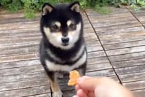 犬におやつをあげようとしたら…おっちょこちょいな『天然すぎる光景』が79万再生「可愛すぎて泣きそう」「最後まで回りきれてないｗｗｗ」