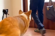 長男と母をお見送りする犬→『態度』を比較してみた結果…想像の遥か上を行く『衝撃の差』が36万再生「露骨すぎるw」「無になってて草」