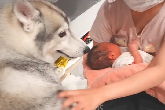 なかなか寝付けない赤ちゃんを『ハスキー犬の背中に乗せてみた』結果→まさかの『神対応』が9万再生「本当に賢いわんこ」「人間みたい」と絶賛の声