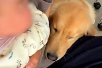 大型犬のいる家で赤ちゃんを育てた結果…まるで子どもが二人いるかのような光景が「嫉妬するの超可愛い」「ママがかまってくれないと寂しいよね」