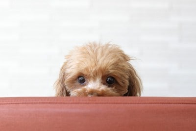 椅子の背もたれから覗き込む犬