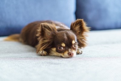 ソファの上でくつろぐ犬