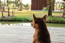 犬が『放心状態』でぼーっとしてるときの心理4つ　無気力状態になってしまう理由や対処法まで