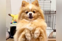 二足歩行で立つ犬に近づいてみた結果→まさかの『殴りかかってくる光景』に爆笑「結構ガチめのパンチで草」「速すぎて笑ったｗｗ」と1万いいね