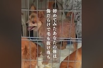 悪徳ブリーダーから保護された犬→毛は抜け落ち傷だらけ…幸せを掴むまでの物語に号泣「涙が止まらない」「幸せになってね」と9万再生の反響