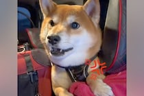 寒かったので犬の散歩を早めに切り上げた結果→車の中で見せた『想像以上の猛抗議』に反響「マジ許せんみたいなｗ」「可愛すぎて笑うしかない」