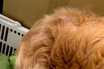 『なにやら変な音がする』と確認しに行ったら、大型犬が…まさかの光景が103万再生「うちの犬もやってたｗ」「可愛すぎ」「笑ってしまった」