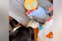 『ちょっと！大丈夫？』赤ちゃんが号泣→近くにいた超大型犬が心配して…本当の姉のような行動が10万再生「赤ちゃんも安心」「子守してる」