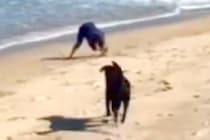 海の砂で山を作っていたら、大型犬が近づいてきて…芸人顔負けの『お笑いを分かっている光景』が41万再生「英才教育ｗｗ」「ルンルン笑顔ｗ」