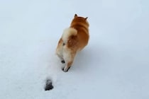 雪が積もったので、犬と一緒に広場へ→『喜んで遊ぶかな』と思ったら…潔すぎる『まさかの行動』が11万再生「生粋の室内犬」「チラ見してて草」
