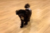 犬を初めて『ペットホテル』に預けた結果→『寂しがるかな』と思ったら…衝撃的な光景が55万再生「大満喫してて草」「素敵すぎる」と絶賛の声