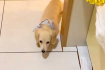 キッチンに立っていたら、子犬がトコトコとやってきて…？料理どころではない『尊すぎる行動』が38万再生「嘘みたいに可愛い」「泣けるレベル」