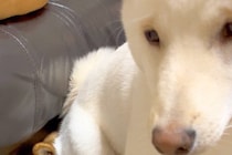 何喰わぬ顔でおすわりをする犬→まさかの『座っている場所』にツッコミ殺到「完全に尻に敷かれてて草」「互いにどういう感情ｗ」と196万表示