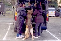 『絶対に帰りたくない！』大きなウルフドッグを車に乗せようとした結果→想像以上に大変な『帰宅拒否』が168万再生「可愛すぎるから許すｗ」