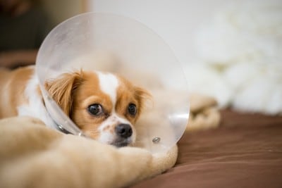 エリザベスカラーをしている犬