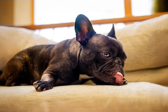 犬が『自分の体を舐める』5つの心理　やめさせた方がいいの？注意すべき状況まで