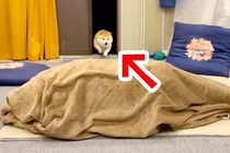 帰省した姉が『毛布の中に隠れて犬を出迎えた』結果→狂喜乱舞した『再会の瞬間』が53万再生「私までテンション上がった」「喜びの極みｗ」