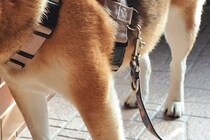 『その場所はあがっちゃダメだよ』と言われた犬→まさかの『ギリギリを攻める光景』に3万いいね集まる「セーフｗ」「足じゃないもんね笑」と反響