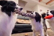 2匹の犬が引っ張り合いっこを始めた結果→なぜか『もう1匹の犬』が…まさかの行動が47万表示「混ざってるつもりで草」「仮想綱引きｗ」