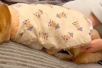 夜、寝るため2階に行こうとしたら『抱っこで行きたい』と犬が駄々をこねて…可愛すぎる『抵抗の仕方』が95万再生「吹いたｗ」「子どもみたい」