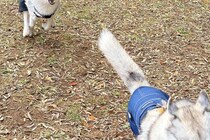 お友達犬を追いかけるシベリアンハスキー→お顔を見てみると…恐怖するレベルの『表情』に2万いいね「勇ましいｗ」「まるで捕食者のソレで草」
