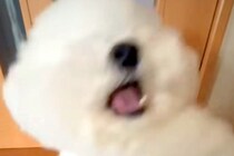 『おらあああああ！』犬に"おてとおかわり"をさせた結果→あまりにも『キレが良すぎる動き』が54万再生「2個目やばいｗｗ」と爆笑続々