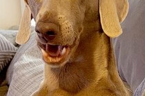 朝起きてふと横を見ると、大型犬が『おっさん化』していて…人間味が強すぎる『表情』に1万いいね「前日の酒残ってる？」「笑い止まらん」と爆笑