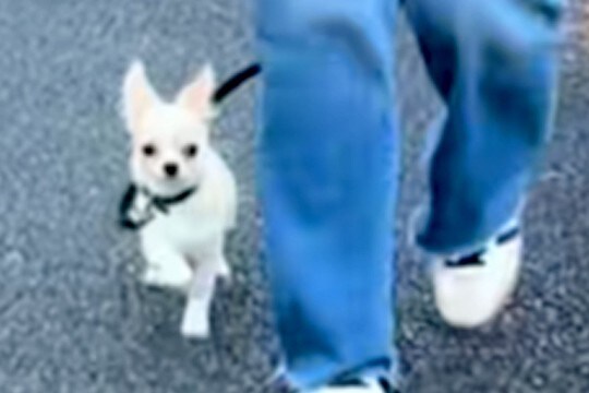 外に出ることに慣れてきた赤ちゃん犬→お散歩初心者すぎる『まさかの歩き方』が尊すぎるとSNSで反響「飛んでいきそうｗ」「ご機嫌」と6万再生