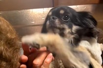 92歳のおばあちゃんにチワワを見せ『犬種はなに？』と質問した結果…想像を超える『まさかの勘違い』に爆笑「かっこいい」「チだけ合ってて草」