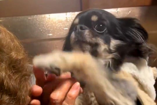 92歳のおばあちゃんにチワワを見せ『犬種はなに？』と質問した結果…想像を超える『まさかの勘違い』に爆笑「かっこいい」「チだけ合ってて草」