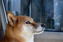 『繊細な性格の犬』にしてはいけないNG行為3つ　メンタルが弱いワンコの共通点とは？