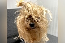 元飼い主に『いらない』と捨てられた11歳の老犬→名前を呼んだら…『あまりにも健気な反応』に号泣「もう大丈夫だよ」「涙が止まらない」