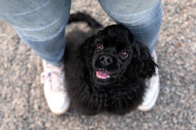 足の間から笑顔で見上げる犬