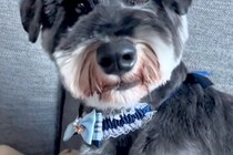 おじいちゃんに『犬のトリミング』をお願いした結果…想定外な『まさかの光景』に爆笑「どんな注文の仕方したんだろうｗｗｗ」「満足げに見える」