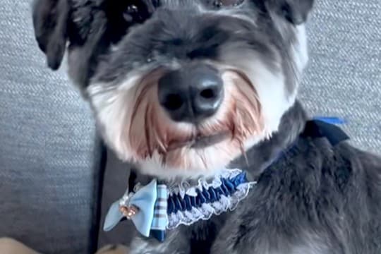 おじいちゃんに『犬のトリミング』をお願いした結果…想定外な『まさかの光景』に爆笑「どんな注文の仕方したんだろうｗｗｗ」「満足げに見える」