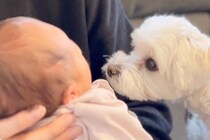 生まれたての赤ちゃんと初めて会った犬→気づいた瞬間…素敵すぎる『まさかの反応』に「優しいお兄さんに見えてきた」「成長が楽しみ」と反響