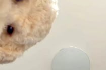 スマホでTikTokを見ていたら、犬が隣にやってきたので撮影→インカメラが捉えた『可愛すぎる光景』が124万再生「最高」「浮気確認？ｗ」