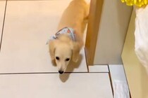 キッチンに立っていたら、子犬がトコトコとやってきて…？料理どころではない『尊すぎる行動』が38万再生「嘘みたいに可愛い」「泣けるレベル」