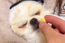 爆睡している犬の前におやつを差し出した結果→気づいた瞬間に…衝撃の瞬発力が323万再生「はやっｗｗ」「目がキマってて草」と爆笑の声