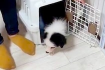 ごはんをゆっくり食べている子犬→『大人しい子かな』と思っていたら…家に来てから『1年後の光景』が最高すぎると絶賛「最高の相棒」「可愛い」