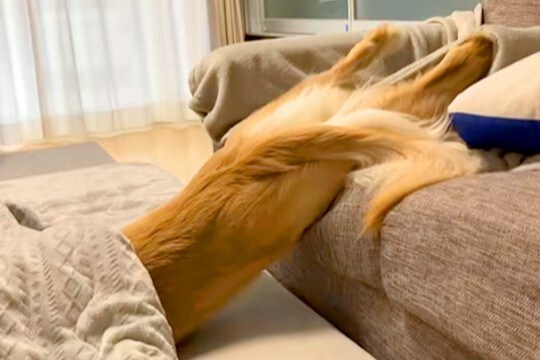 ソファからこたつに移動する大型犬→まるで人間のような『横着しすぎている動き』に爆笑と共感の声「見たことないｗ」「溶けてる」と98万再生