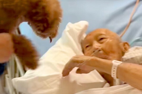 入院中、ずっと『犬に会いたい』と言っていたおじいちゃん→亡くなる10日前の『再会の瞬間』に涙が出ると80万再生「動物の力は絶大」「感謝」