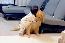 自分より早く生まれた『大型犬』が大好きな1歳の男の子→尊すぎる『愛を伝える成長記録』が163万再生「好き好きスリスリ」「可愛い兄弟」