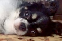 お店で1歳半まで売れ残り『繁殖犬にするしかない』と言われた犬→家族との出会いが素敵すぎると32万再生「泣ける」「待ってたんだね」と反響